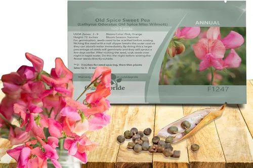 Outsidepride Miss Wilmott Semillas de guisantes dulces – 100 piezas anuales, fáciles de cultivar, semillas de vid para plantar flores fragantes de