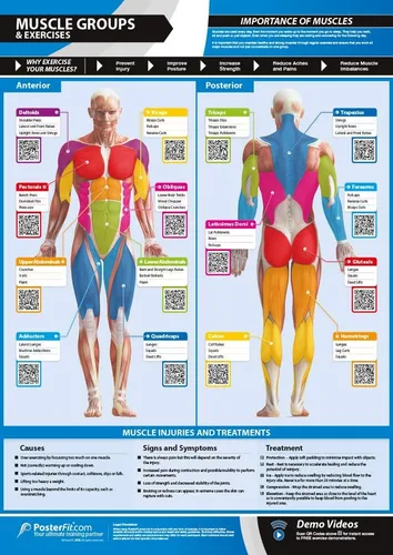 Póster de gimnasio para grupos musculares y ejercicios, laminado, EXTRAGRANDE 33" x 23.5", tabla de pared de gimnasio y fitness en casa, incluye