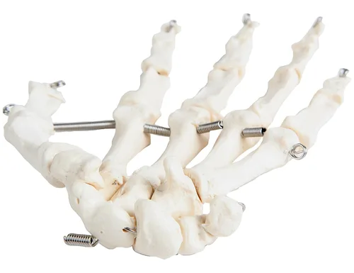 Miniatura 3 de Axis Scientific Mano esquelética Derecha Esqueleto de mano flexible totalmente articulado está asegurado con alambre de calidad para demostrar