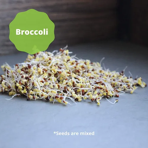 Miniatura 5 de Handy Pantry Mezcla orgánica de germinación de ensalada y microgreens – 1 libra – Mezcla de alfalfa, brócoli, lenteja, frijol mung y semillas