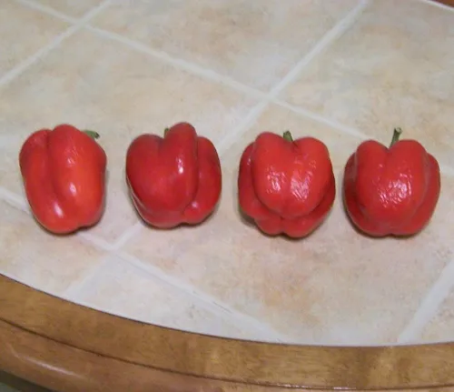 Miniatura 2 de 100 Pimiento Pimiento (rojo dulce Pimientio/Italianelle/Queso, Asado, Freír Pimienta) Capiscum Annuum