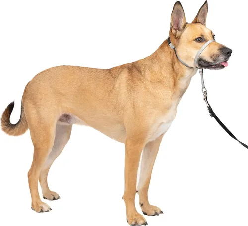 Miniatura 20 de Collar suave de conducción con DVD de entrenamiento PetSafe, Púrpura profundo Violeta intenso