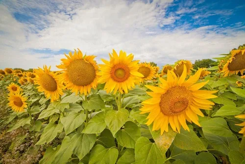 Semillas de girasol para plantar reliquia sin OMG, paquete a granel de 15 variedades de semillas mixtas - Atrae polinizadores (500 semillas)