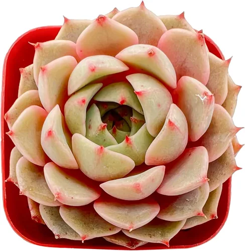 Miniatura 27 de Sprout N Green Sedum Dorado, Sedum adolphi, Mini suculenta viva totalmente enraizada en maceta de inicio de 2 pulgadas con mezcla de tierra, planta