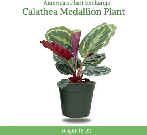 Miniatura 2 de American Plant Exchange Calathea Medallion - Planta de interior viva apta para mascotas con hojas verdes onduladas para hogares con poca luz