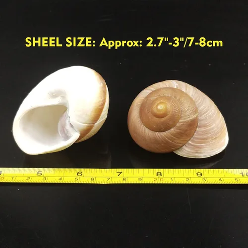 Miniatura 4 de Paquete de 4 conchas de cangrejo ermitaño grandes, caracol de muffin, turbo, caracol gigante de tierra Casa de cangrejo ermitaño para decoración