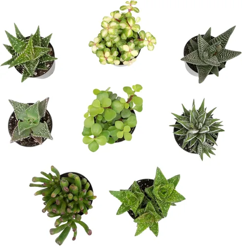 Altman Plants, plantas suculentas variadas vivas para el hogar (paquete de 8), plantas suculentas para el hogar y la oficina, plantas vivas de