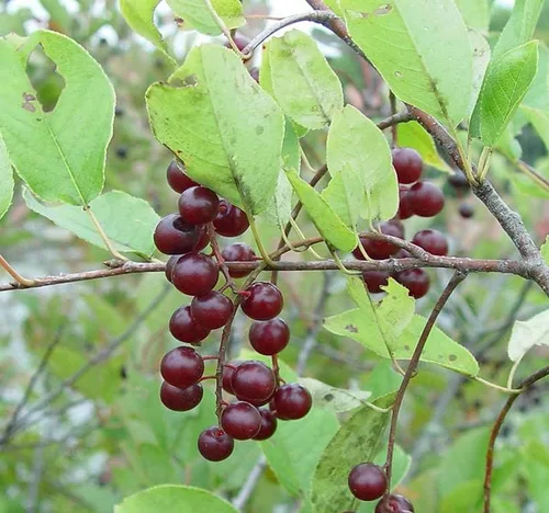 Prunus virginiana (Chokecherry negro) Semilla de árbol, flores blancas fragantes, frutos rojos oscuros brillantes o negruzcos, elige la cantidad (1