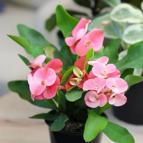Miniatura 2 de Altman Plants Planta Crown of Thorns (Euphorbia milii) en maceta de 4.25 pulgadas, fácil cuidado de las plantas, planta de interior y suculentas