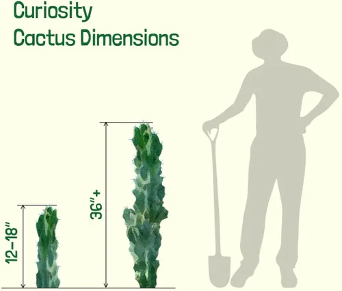 Miniatura 7 de Cactus Outlet - Curiosity - Plantas de cactus vivas, plantas vivas para uso en interiores y exteriores, cactus vivos, 12 a 18 pulgadas, cactus vivos