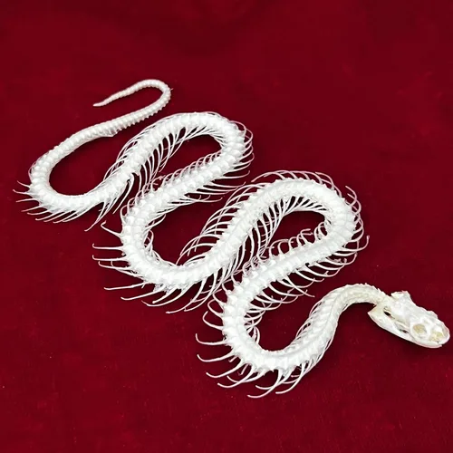 Miniatura 18 de Calaveras de animales reales en taxidermia, espécimen de huesos reales, suministros de taxidermia para educación científica, regalo especial