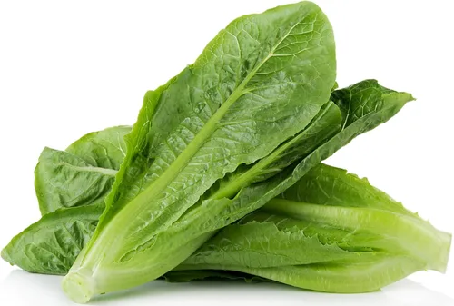 Miniatura 12 de Más de 1000 semillas de lechuga Tom Thumb Heirloom, cultivadas en Estados Unidos sin OMG, cultivadas en Estados Unidos, lechuga en miniatura de 5