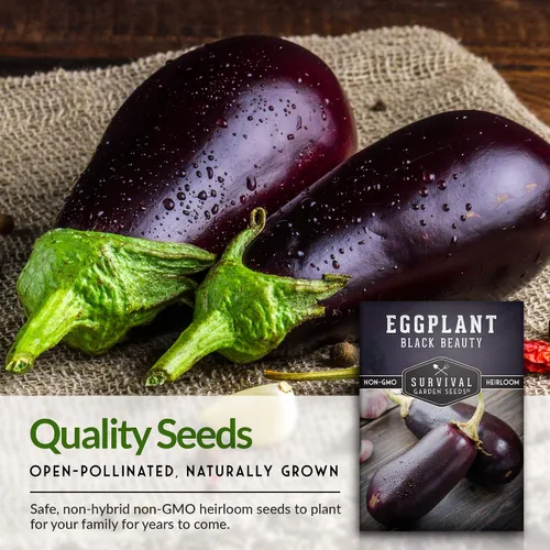 Miniatura 4 de Black Beauty - Semilla de berenjena para plantar, 1 paquete con instrucciones para cultivar plantas de berenjena morada en el huerto de tu hogar