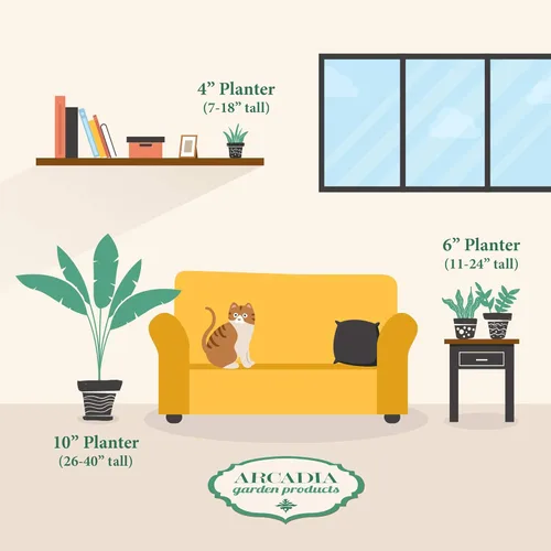 Miniatura 3 de Arcadia Garden Products Planta de interior viva suculenta de aloe vera fácil de interior en maceta de plástico, planta ornamental purificadora