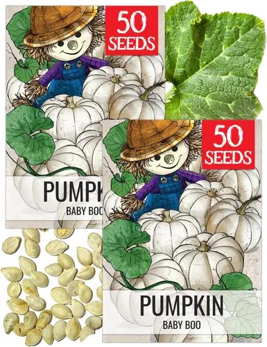 Miniatura 33 de Seed Needs, Jack O' Lantern - Semillas de calabaza – 25 semillas tradicionales para plantar Cucurbita Pepo – Sin OMG y sin tratar, ideal para tallar