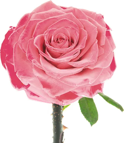 Miniatura 8 de Rosa Preservada para Siempre – Rosa Eterna en Cúpula de Cristal – Rosa de la Bella y la Bestia para Mamá – Flores Frescas para Entrega Prime