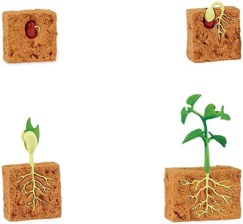 Miniatura 2 de Safari Ltd Ciclo de Vida de una planta de frijoles verde
