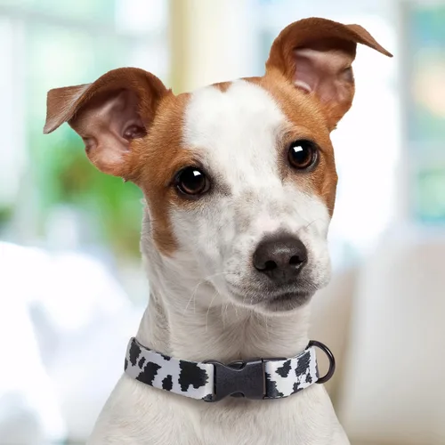 Miniatura 5 de Cow Dog Collar Personalized (X-Small 5/8")