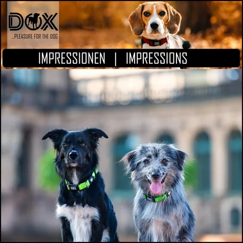 Miniatura 5 de DDOXX Airmesh - Collar para perro, collares fuertes y ajustables para perros, XS (naranja)