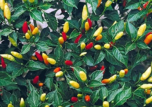 Miniatura 6 de Más de 30 semillas de pimiento picante Tabasco Heirloom de chile rojo sin OMG, picante, rico sabor, productivo, de Estados Unidos HARLEY SEEDS