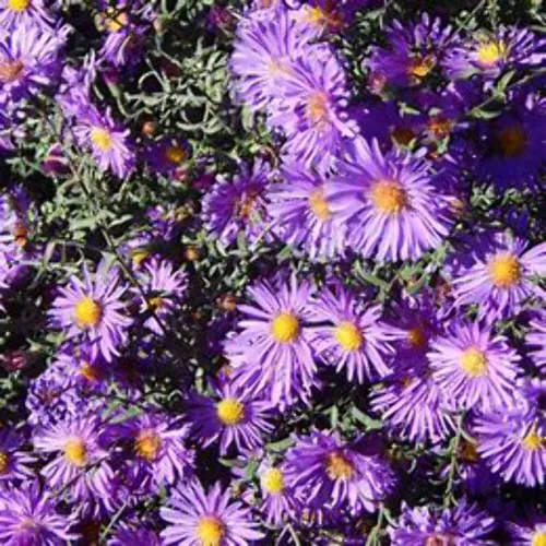 Miniatura 3 de New England Aster Seeds - Alrededor de 100 semillas