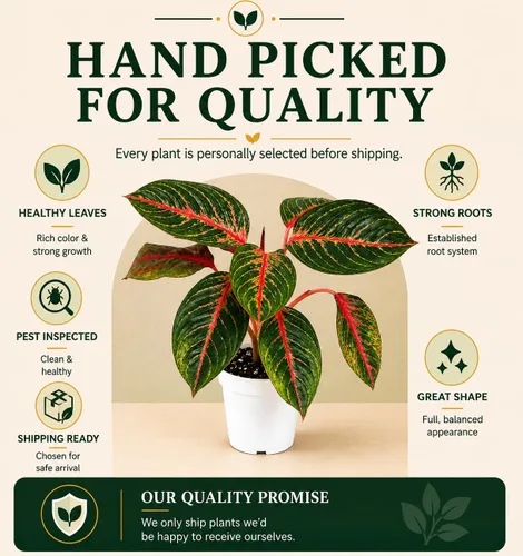 Miniatura 4 de Agloanema Garnet House Plant, Chinese Evergreen Live Plant for Indoor Spaces, Colorful Aglaonema Live Plant, Feng Shui Plants Live Houseplants for