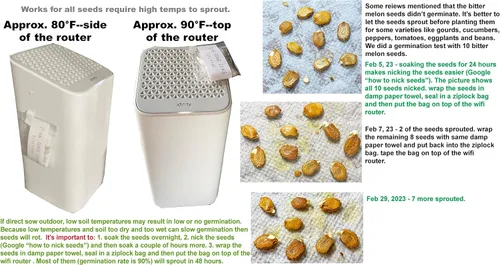 Miniatura 3 de Semillas de calabaza amarga asiática para plantar verduras y frutas. Semillas de verduras en casa huerto y vainas de semillas hidropónicas, semillas