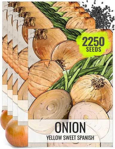 Miniatura 22 de Seed Needs Semillas de cebolla para plantar cebollas de día corto rojo burdeos, semillas de verduras sin tratar y sin OMG para plantar un jardín