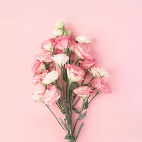 Park Seed Lisianthus - Semillas de plantación con flores, fáciles de cultivar, variedad de colores y tamaños, jardín de primavera, rosa carisma,