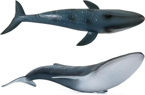 Miniatura 7 de Figura de ballena Beluga realista sólida, criatura marina del océano blanco, juguete educativo de aprendizaje para niños y niños pequeños 01 Beluga