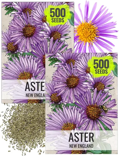Miniatura 7 de Seed Needs Semillas Aster de Nueva Inglaterra para plantar, reliquia y flores silvestres polinizadas abiertas para plantar y cultivar un jardín