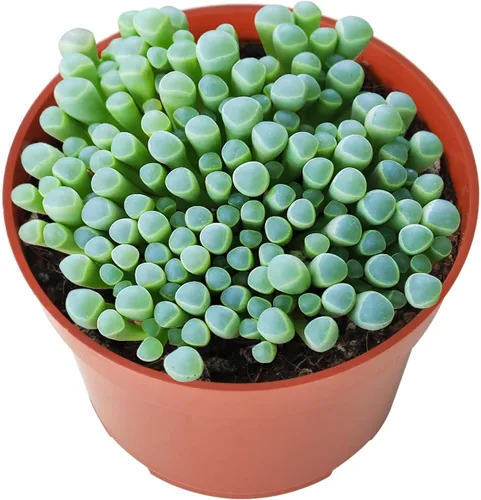 Miniatura 2 de Suculentas vivas "Baby Toes" (4 pulgadas), plantas suculentas totalmente enraizadas en macetas con tierra, planta de casa de fácil cuidado