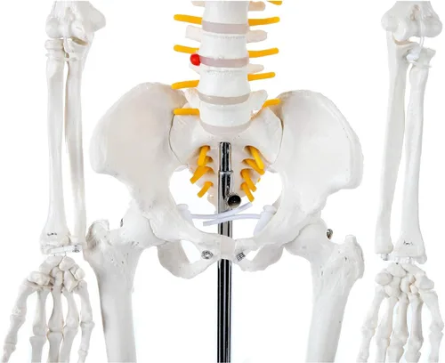 Miniatura 5 de Axis Scientific Mini modelo de esqueleto humano con soporte de metal, 31 pulgadas de alto con brazos y piernas extraíbles, fácil de montar, incluye