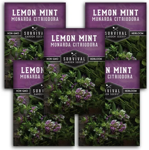 Miniatura 12 de Semillas de limón y menta para plantar (Monarda Citriodora) Bálsamo de abeja de limón/menta de caballo, hierbas medicinales y plantas de jardín