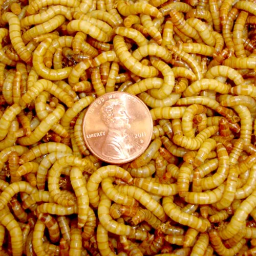Miniatura 5 de BASSETT'S CRICKET RANCH 500ct gusanos de harina Vivos Reptil, Pájaro, Comida para Pescados