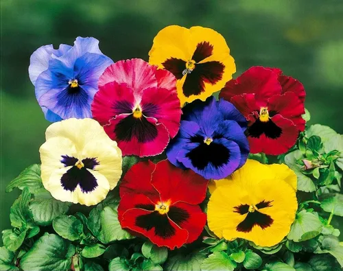 Miniatura 3 de Viola Philippica Seeds - 299 piezas - Encantadoras flores moradas y azules con hojas en forma de corazón Plantas perennes resistentes y de bajo
