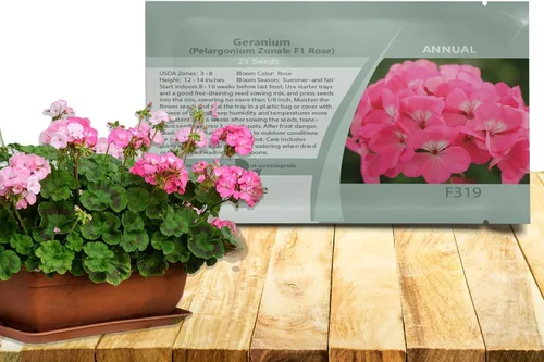 Miniatura 9 de Outsidepride Semillas de geranio bicolor rosa para plantar, 25 piezas anuales, tolerantes al calor y la sequía semillas de flores con follaje verde