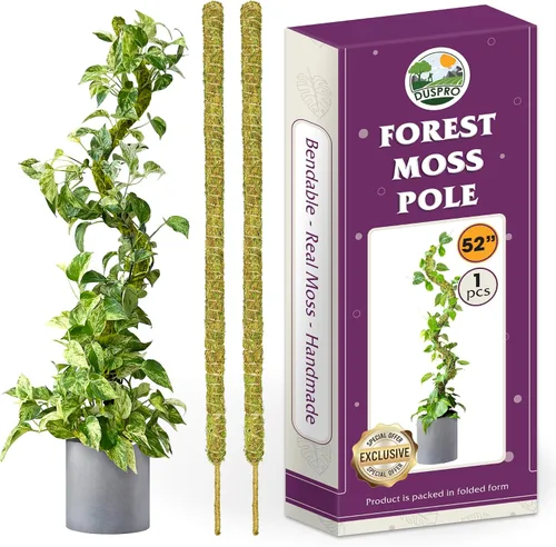 Miniatura 18 de DUSPRO Poste no doblable de 59 pulgadas para plantas trepadoras grandes, poste de musgo grande para Monstera, estacas para plantas