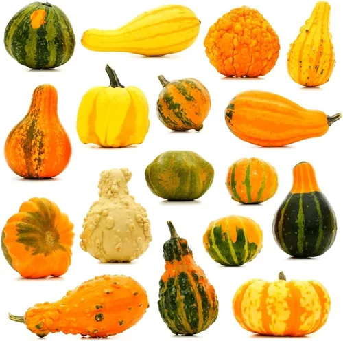 Miniatura 4 de Semillas grandes de calabaza para plantar, más de 25 semillas tradicionales por paquete, semillas de jardín de Isla (semillas de jardín de Isla)