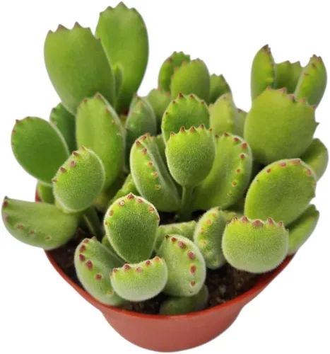 Miniatura 2 de Plantas suculentas vivas Cotyledon tomentosa pata de oso (maceta de 2 pulgadas no abigarrada)