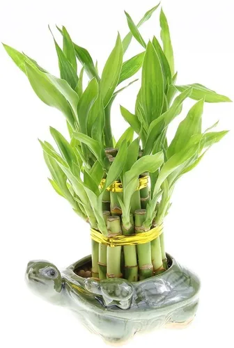 Miniatura 2 de Lucky Bamboo - Jarrón pequeño de cerámica de 5 pulgadas con maceta para bebé, único de Jmbamboo