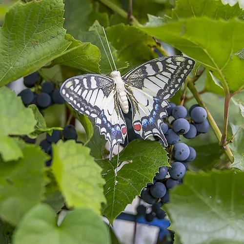 Miniatura 6 de Juego de 12 decoraciones de mariposa de plumas y mariposas multicolores, mariposas papilio machaon en alambre. Decoración del hogar de primavera