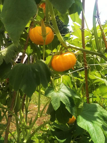 TomorrowSeeds - Semillas de calabaza Jack-Be-Little y Wee-B-Little Mix - Paquete de 30 unidades - para 2024 Orange Mini Mix sin tratar Azúcar