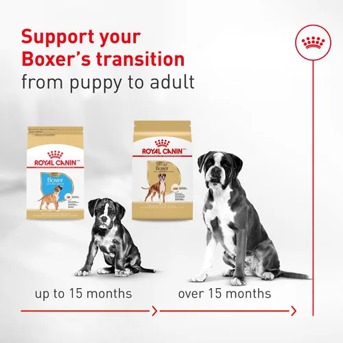 Miniatura 8 de Royal Canin Breed Health Nutrition Boxer - Alimento seco para perros adultos, bolsa de 17 libras