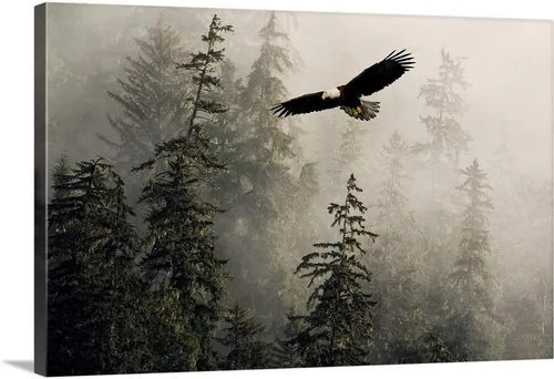 Lienzo decorativo para pared, diseño de águila calva volando a través de Misty Tongass, ilustraciones de águila Lienzo envuelto