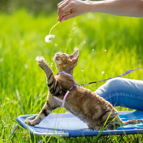 Miniatura 5 de TIESOME Juego de arnés y correa para gato, arnés ajustable degradado para gatito, arnés a prueba de escapes con correa para gatito al aire libre