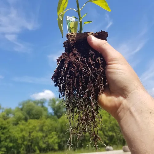 Miniatura 3 de Daniel's Plants Macetas desnudas de 3 pulgadas Macetas de inicio de semillas plantables naturales Biodegradables con certificación OMRI