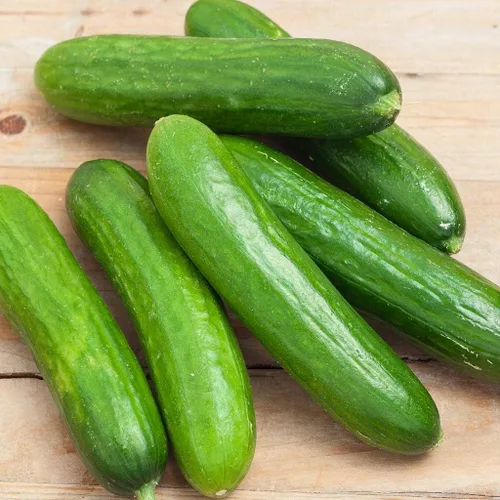 Spacemaster 80 semillas de pepino – Paquete de 25 semillas – Sin OMG – Produce un gran número de sabrosos pepinos de tamaño completo perfecto para