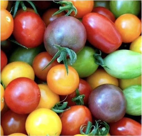 Semillas de tomate Rainbow Cherry – 20 semillas – Colores impresionantes y deliciosos tomates para cultivo en casa, sin OGM, sin neonicotinoides.