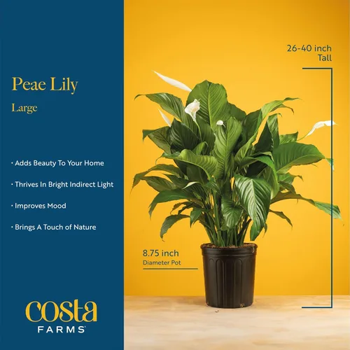 Miniatura 4 de Costa Farms - Lirio de paz Spathiphyllum, planta viva de interior Maceta de decoración moderna